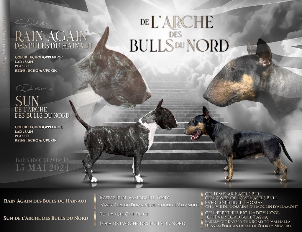 De L'Arche Des Bull Du Nord - Gestation confirmée 
