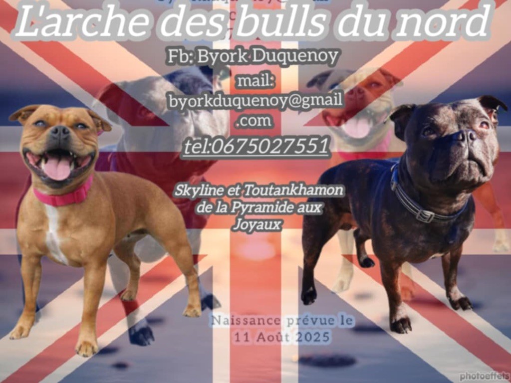 De L'Arche Des Bull Du Nord - 2 femelles disponibles 