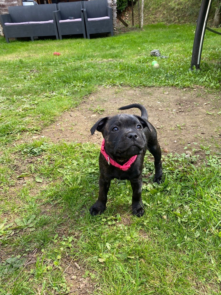 De L'Arche Des Bull Du Nord - Staffordshire Bull Terrier - Portée née le 10/08/2025