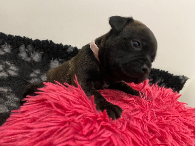 CHIOT