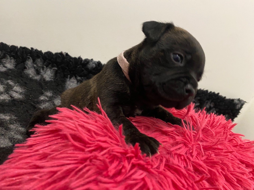 De L'Arche Des Bull Du Nord - Chiots disponibles - Staffordshire Bull Terrier